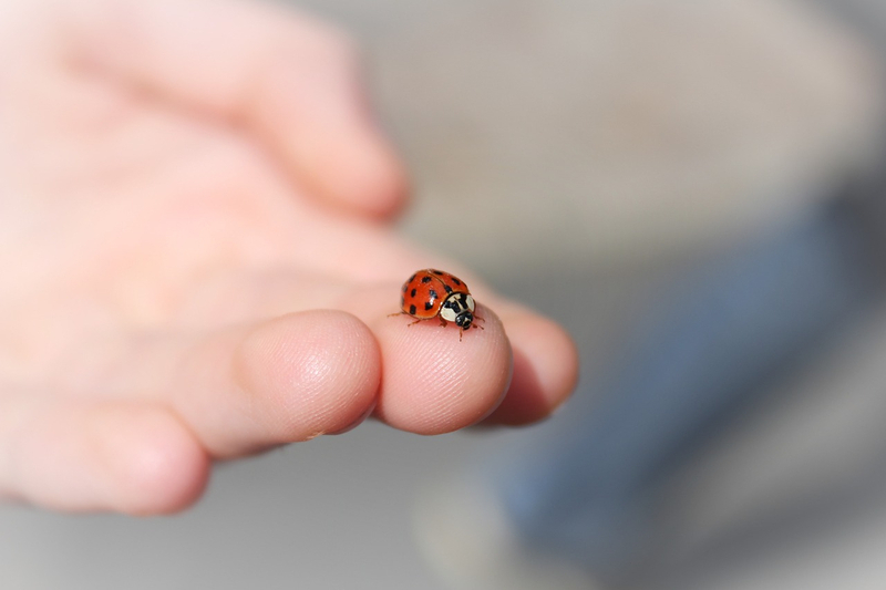 ladybug 2933560 1280
